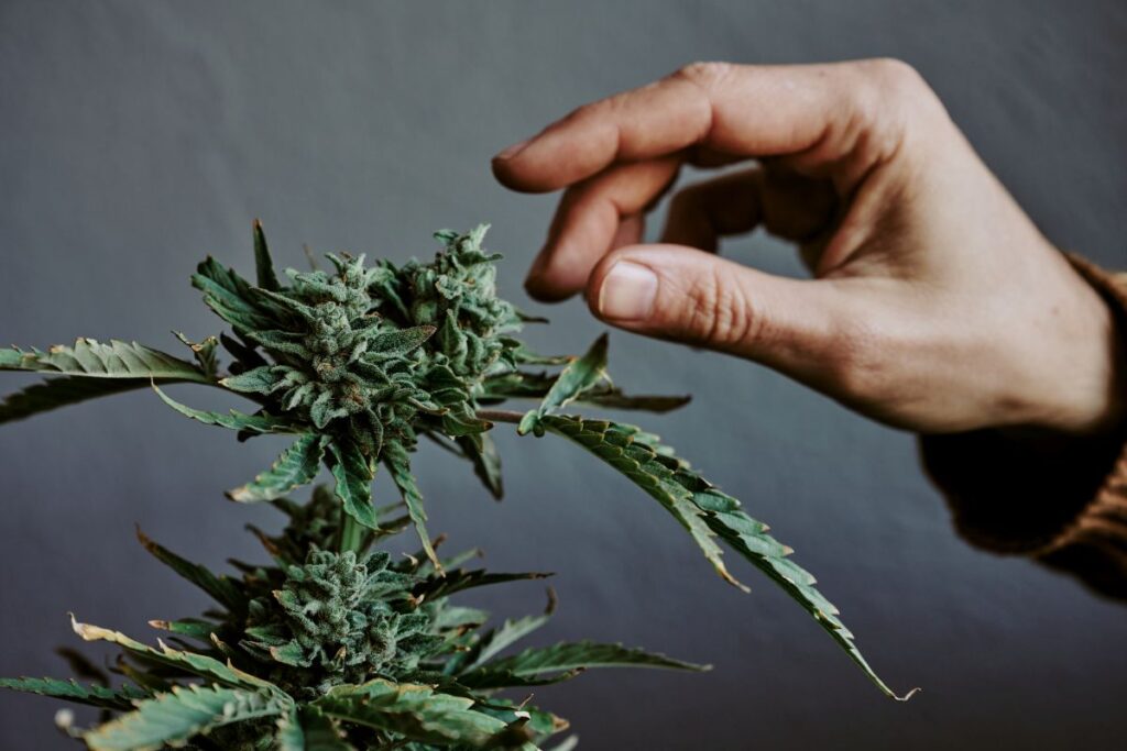 Jak powstają nowe odmiany nasion marihuany?