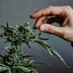 Jak powstają nowe odmiany nasion marihuany?