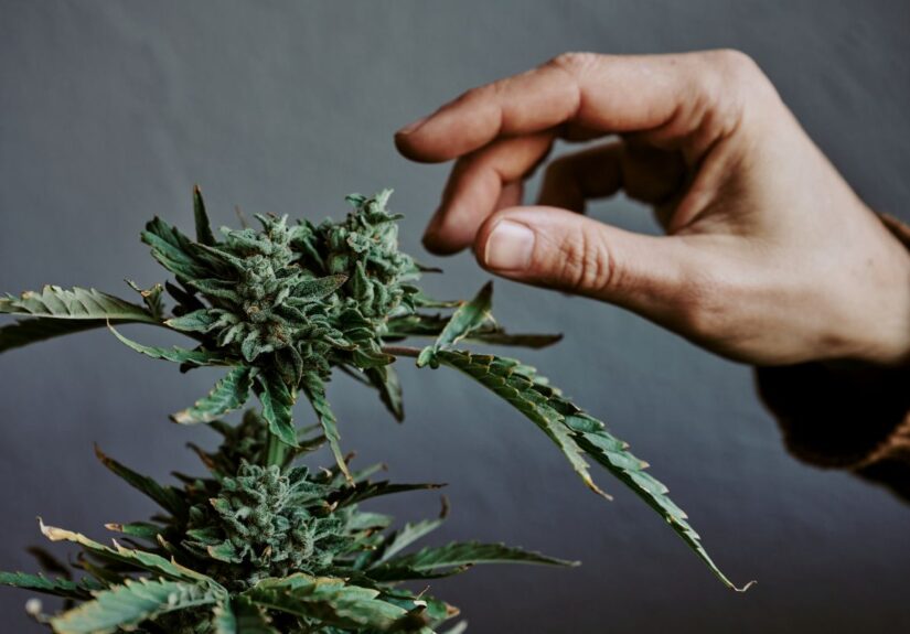 Jak powstają nowe odmiany nasion marihuany?