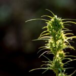 Genetyczne linie odmian – od Afghan po Cookies