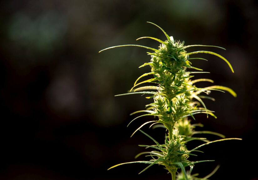 Genetyczne linie odmian – od Afghan po Cookies