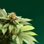 Sativa vs Indica – różnice w nasionach tych odmian