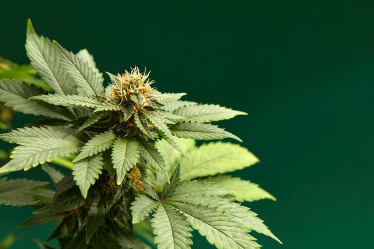 Sativa vs Indica – różnice w nasionach tych odmian