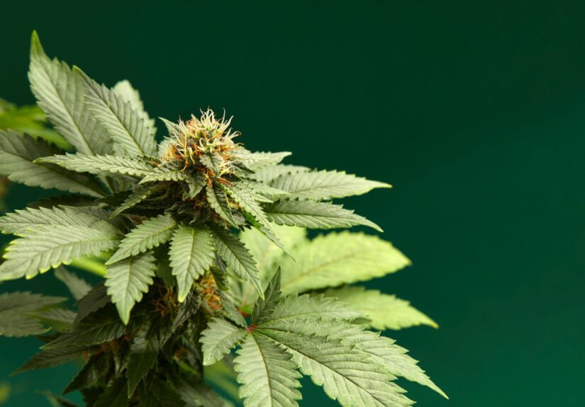 Sativa vs Indica – różnice w nasionach tych odmian